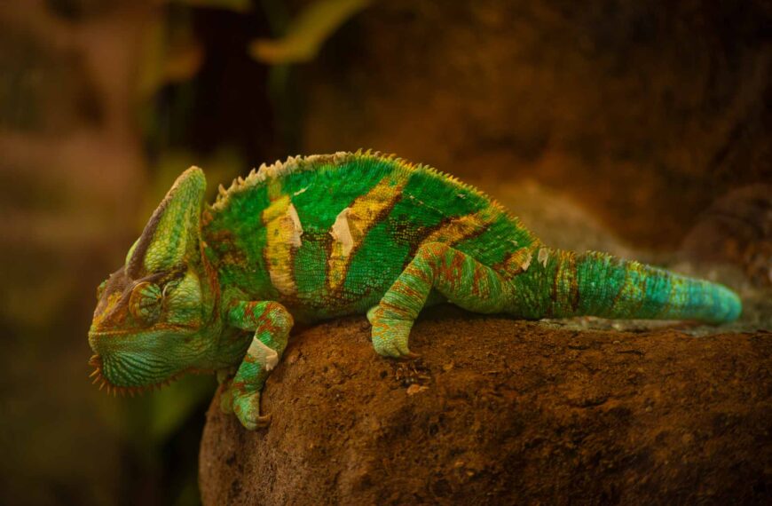 Tierfotografie